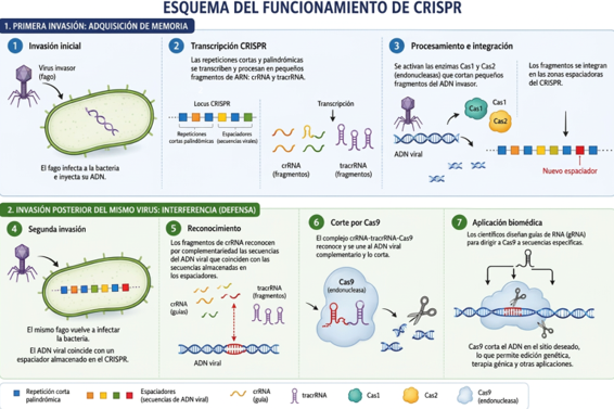 Mecanismo de acción del CRISPR-Cas9. Figura generada con asistencia de inteligencia artificial (Chat GPT), a partir de instrucciones dadas por los autores.
